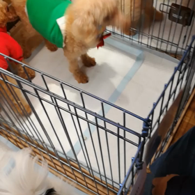 【里親募集中】トイプーぐるさん　譲渡会での様子の画像