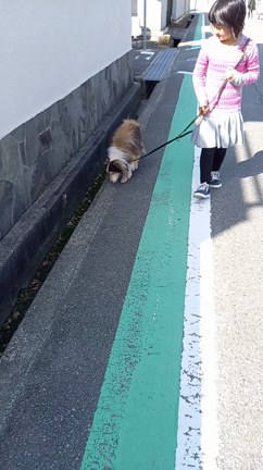 短編その１　びわさん、アスファルト上歩くの記事動画