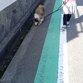 短編その１　びわさん、アスファルト上歩くの画像