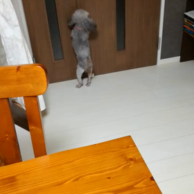 【里親募集中】トイプーぺぺさんのウンチの画像