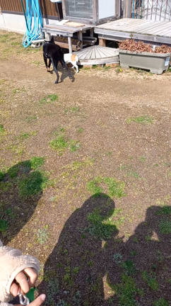 卒業犬　ジャックラッセルのりんちゃん♪の記事動画