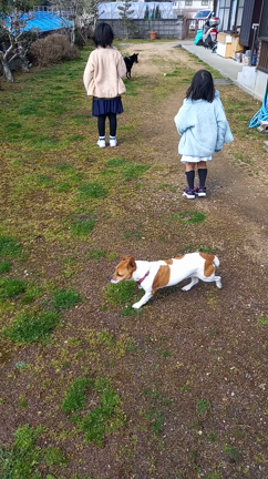 卒業犬　ジャックラッセルのりんちゃん♪の記事動画