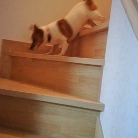 【里親募集中】　可愛い階段の降り方の画像