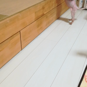 みるきーダンス　動画wの画像