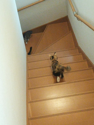 猫逃亡（脱走だった）防止扉との初対面の記事動画