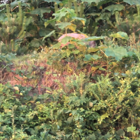 イ ノシシ盗撮動画3の画像