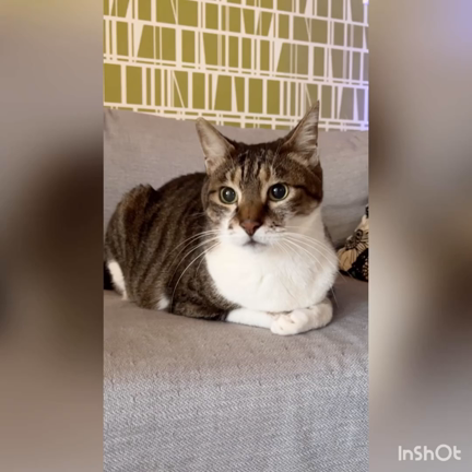 【徒然】日曜恒例猫写真★動画もあるよの記事動画