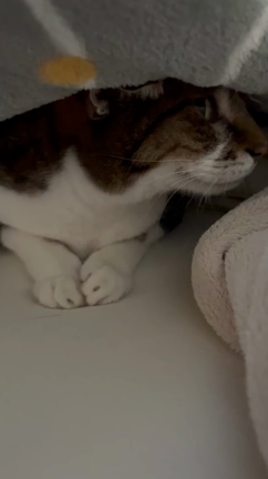 【徒然】日曜恒例猫写真★おこもり中の猫たちの記事動画