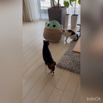 【徒然】猫写真★ぬいぐるみとクウとカイの記事動画