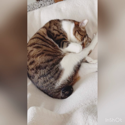 【徒然】昼下がりの猫（動画）の記事動画