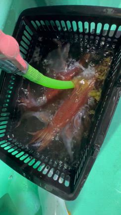 5月28日(水) 半夜便　マイカ　スルメの記事動画