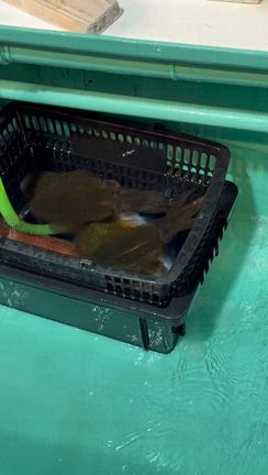 9月10日(水) 半夜便　マイカ　アオリの記事動画