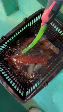 6月15日(月) 半夜便　マイカ　スルメの記事動画