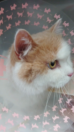きなこ、無事に退院しました☆の記事動画
