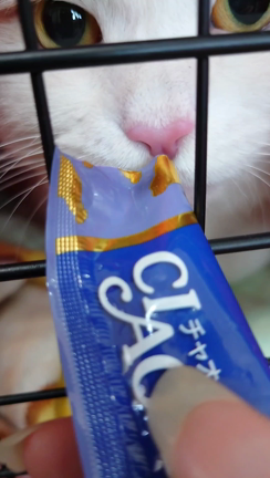きなこ、血尿になる((((；ﾟДﾟ))))の記事動画