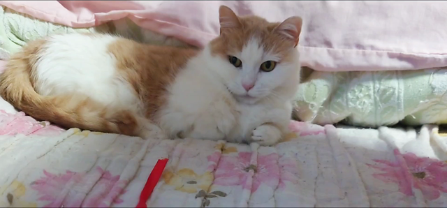 我が家の愛猫は「省エネ」タイプ？！の記事動画