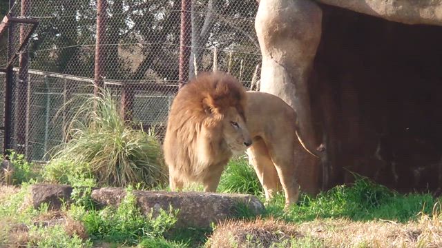 3月の我が家的お出かけ備忘録☆の記事動画