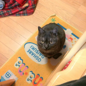 ねこの画像