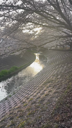 幸せになれる景色。の記事動画