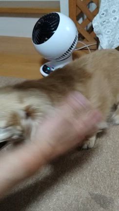 ゆうさんのその後は？(*^▽^*)の記事動画