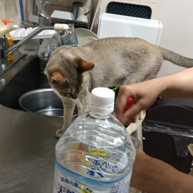 りんちゃんとの時間（ 9 ）の画像