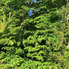どうしても行きたくなるワラビ採りの画像