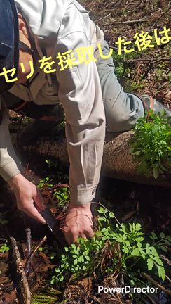 エビが合う！採れたて山菜のかき揚げの記事動画