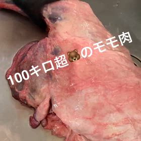 100キロ超の熊モモ肉！の画像