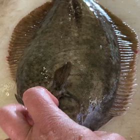 ヒラメに劣らない味！　「マコガレイの薄造り」の画像