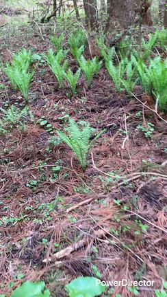 便秘解消できる⁉山菜料理の記事動画