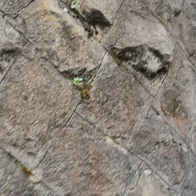 シジュウカラのヒナでした。の画像