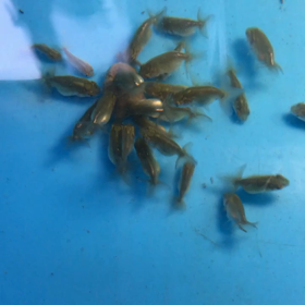 らんちゅう稚魚の画像