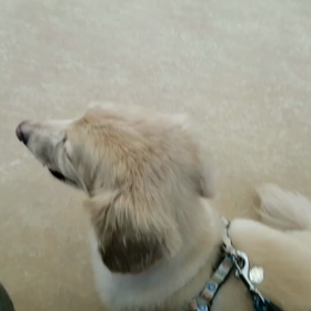 不思議そうに見るキャメルの画像