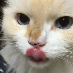 しいちゃん、激おこ！の画像