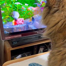 わたしはポンタ。ピチチチチ……の画像