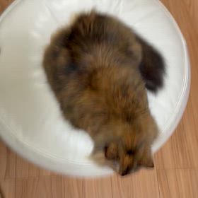 わたしはポンタ。困った時の猫投稿。の画像
