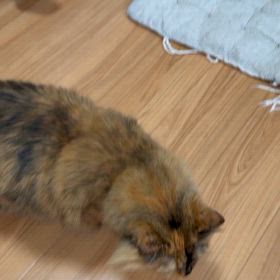 わたしはポンタ。ヘイ！！の画像