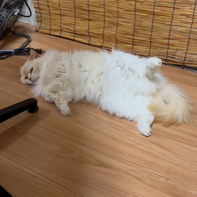 しっぽ巻き巻きの画像