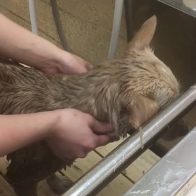 いわての画像