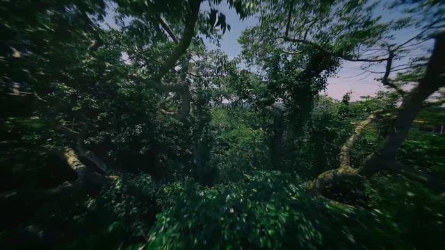 ジャングリア沖縄、空を飛ぶには・・・③の記事動画