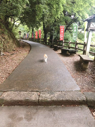 猫好きさんにたまらない神社の記事動画