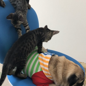 仔猫達にわちゃわちゃされても優しいパグの画像
