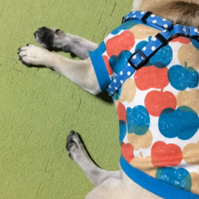 レム睡眠の画像