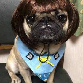 カメラ好きなパグの画像