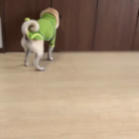 T容疑者なパグ③の画像