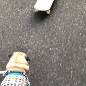 食への執念が役に立つこともあるパグの画像