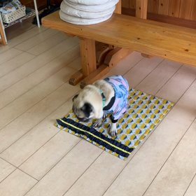 しつけ教室行ったパグ②の画像