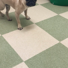 チ〜ンを頑張ったパグの画像