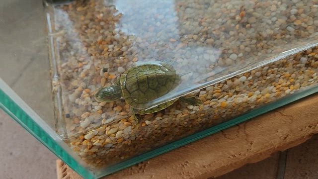 やっとご飯を食べました (^o^;)の記事動画
