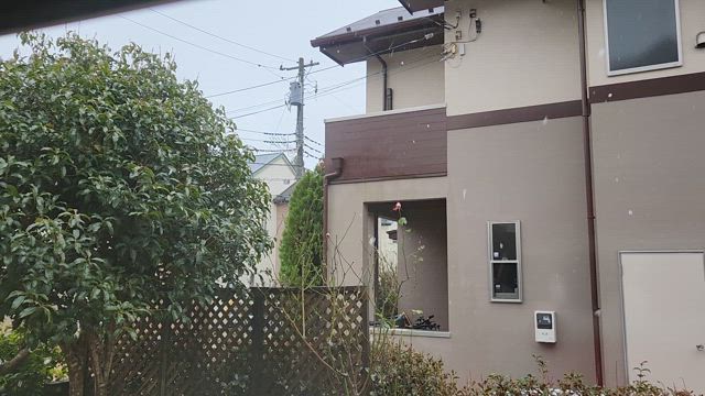 バタバタでも、マイペースに (^^)の記事動画